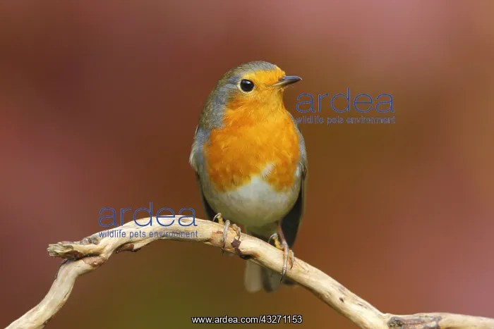 : Europian Robin (Erithacus rubecula) perched, Th : Europian Robin (Erithacus rubecula) perched, Th
