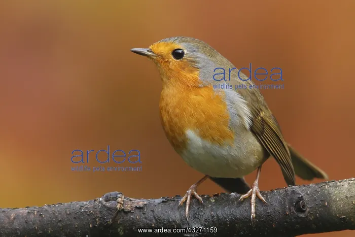 : Europian Robin (Erithacus rubecula) perched, Th : Europian Robin (Erithacus rubecula) perched, Th