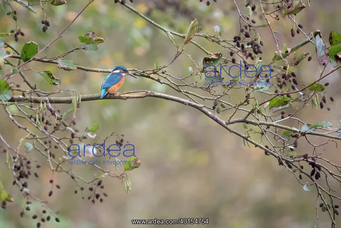 : Eurpean Kingfisher : Eurpean Kingfisher