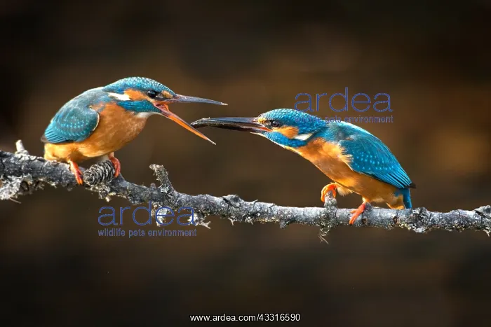 : Eurpean Kingfisher : Eurpean Kingfisher