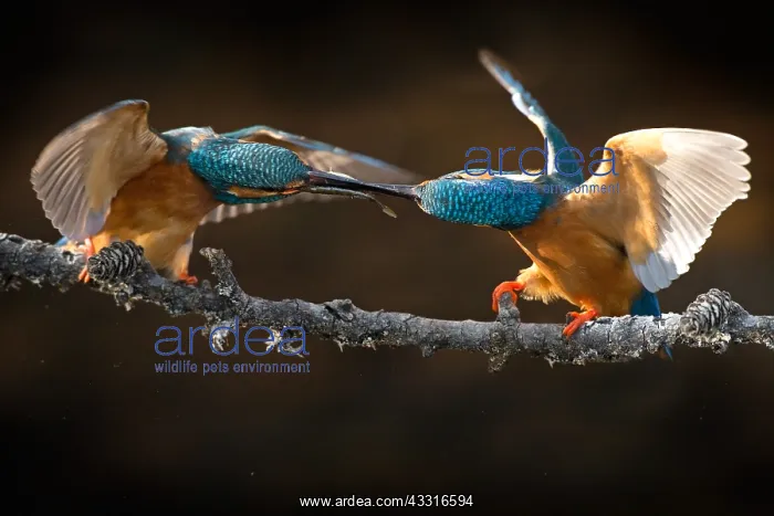 : Eurpean Kingfisher : Eurpean Kingfisher