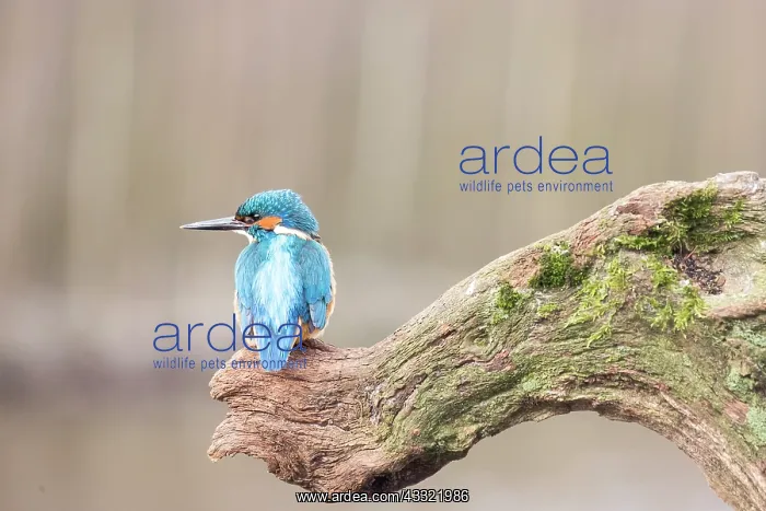 : Eurpean Kingfisher : Eurpean Kingfisher