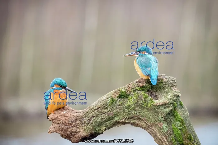 : Eurpean Kingfisher : Eurpean Kingfisher