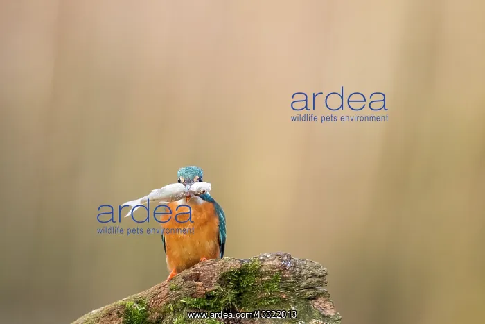 : Eurpean Kingfisher : Eurpean Kingfisher