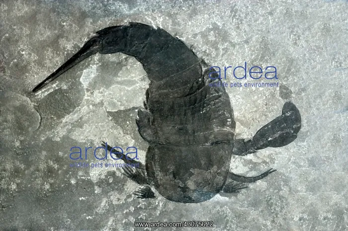 : Eurypterid : Eurypterid