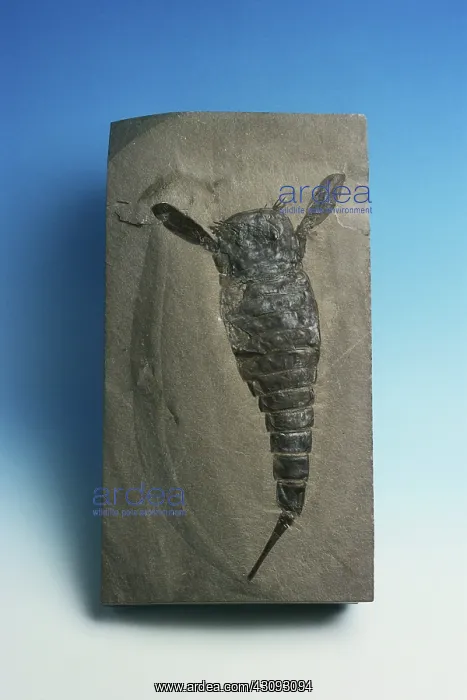 : Eurypterid Fossil : Eurypterid Fossil