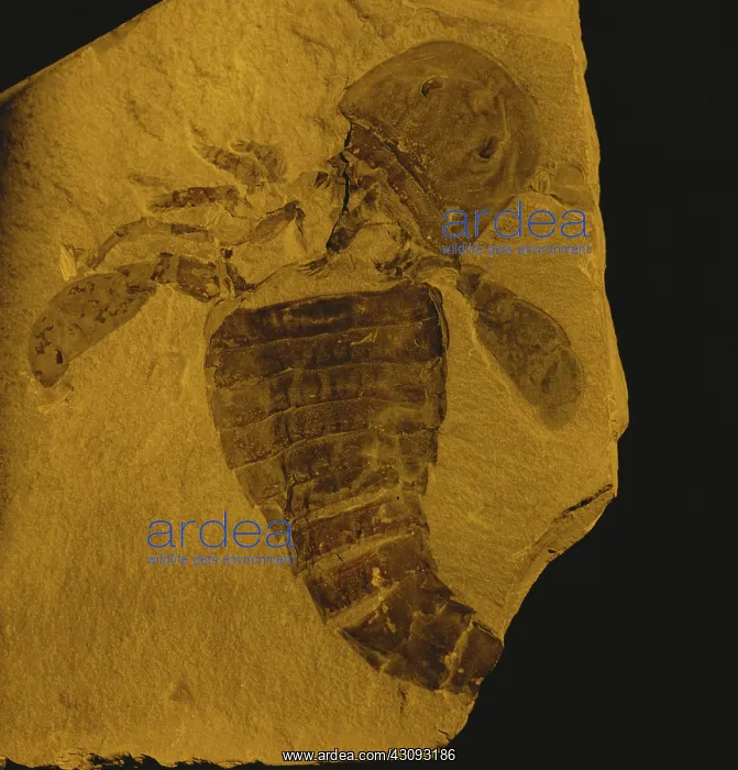 : Eurypterid Fossil : Eurypterid Fossil