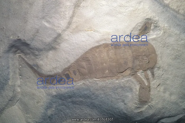 : Eurypterid Fossil : Eurypterid Fossil