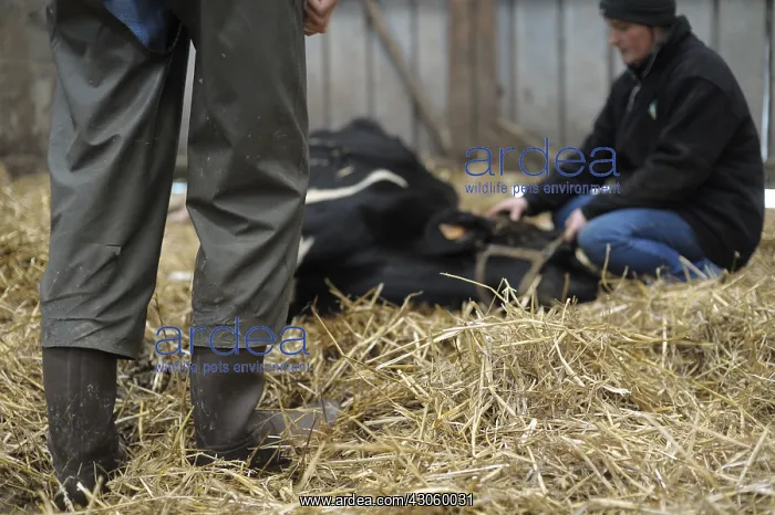 : Euthanasia of a Holstein cow suffering in France : Euthanasia of a Holstein cow suffering in France