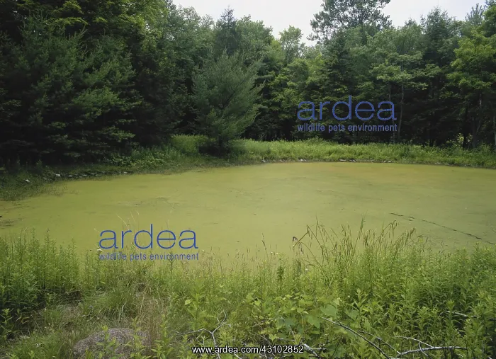  : Eutrophic Pond