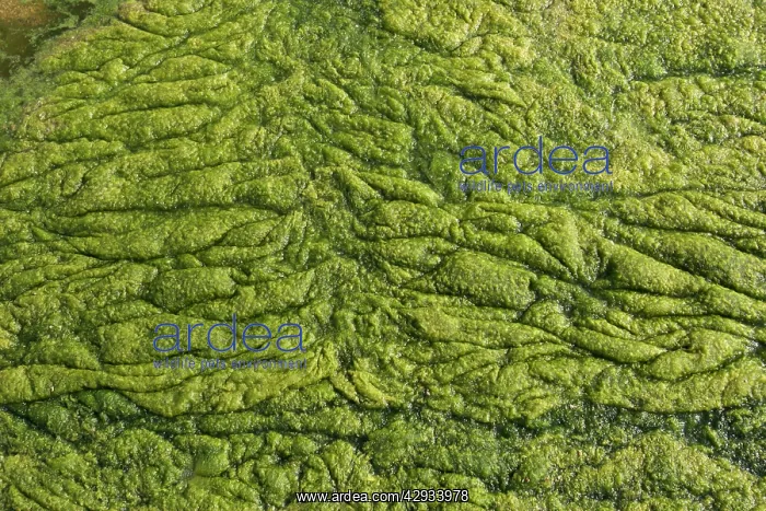 : Eutrophication - Algal bloom of blanket weed in : Eutrophication - Algal bloom of blanket weed in