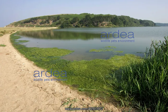 : Eutrophication - Algal bloom on freshwater lake : Eutrophication - Algal bloom on freshwater lake