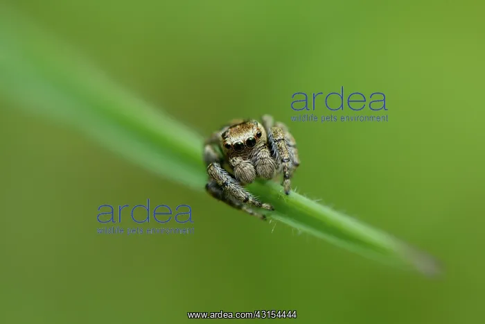  : Evarcha sp