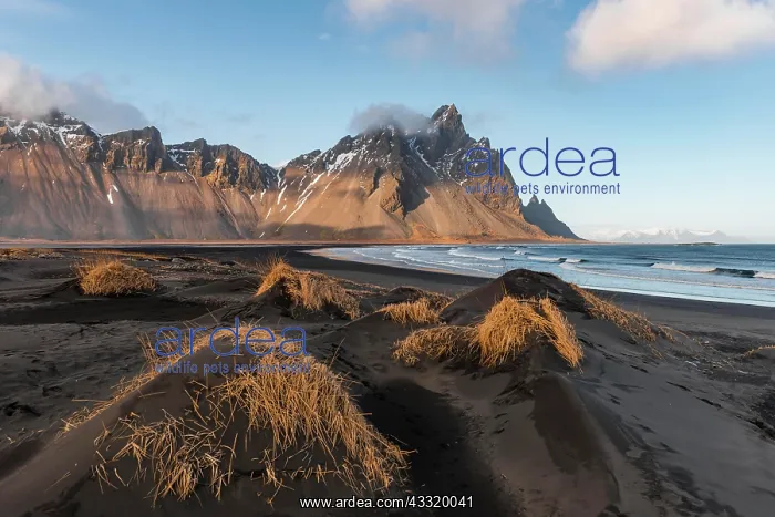 : Evening atmosphere, Black sand beach, dunes with : Evening atmosphere, Black sand beach, dunes with