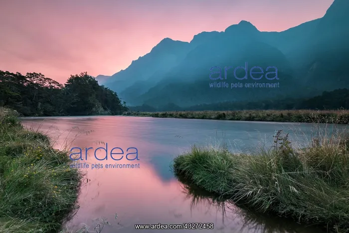 : Evening atmosphere in Eglinton river, Eglinton valley : Evening atmosphere in Eglinton river, Eglinton valley