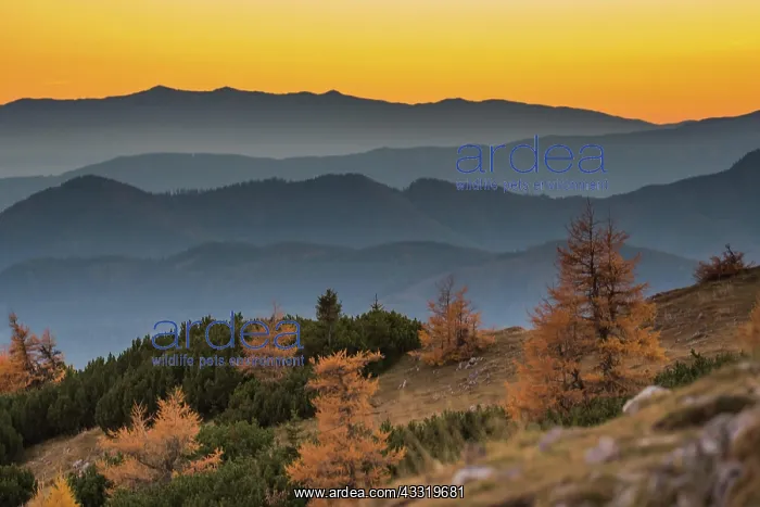 : Evening atmosphere in Hochschwab, Austria, Europe : Evening atmosphere in Hochschwab, Austria, Europe