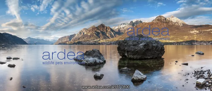 : Evening atmosphere at Lago di Como with large boulders in the water : Evening atmosphere at Lago di Como with large boulders in the water