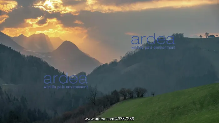 : Evening atmosphere in the Limestone Alps National : Evening atmosphere in the Limestone Alps National