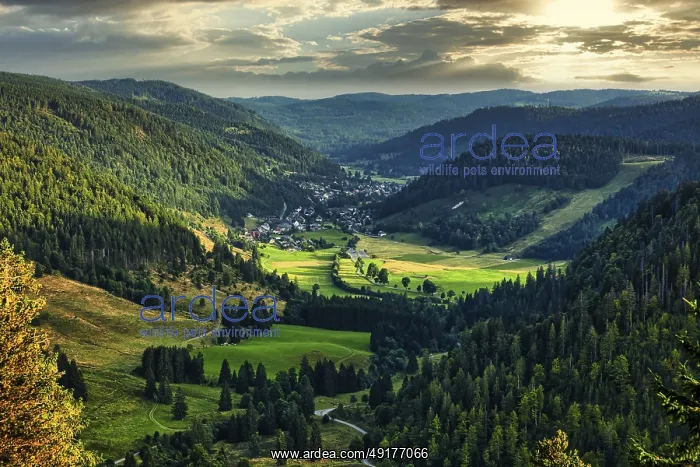 : Evening atmosphere in the Menzenschwander valley : Evening atmosphere in the Menzenschwander valley