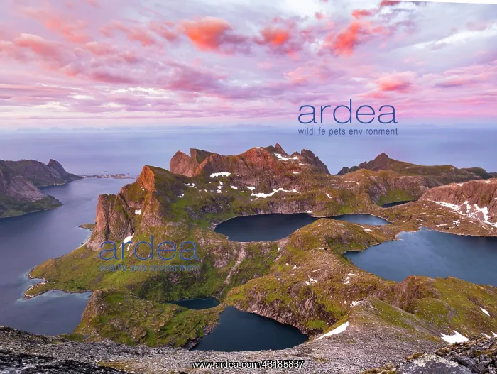 : Evening atmosphere, mountain landscape with Reinefjord : Evening atmosphere, mountain landscape with Reinefjord