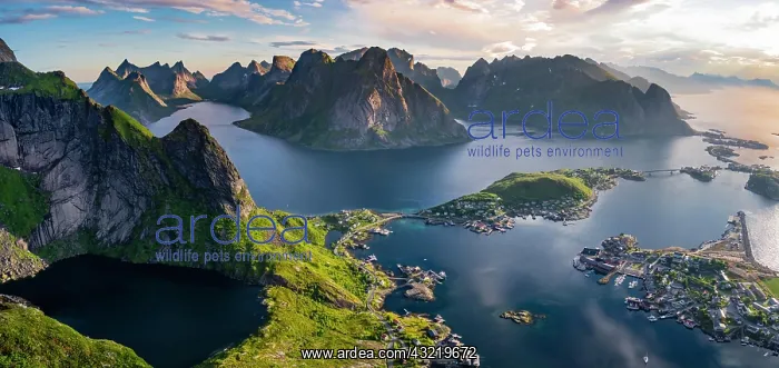 : Evening atmosphere, view from Reinebringen, Reinebriggen : Evening atmosphere, view from Reinebringen, Reinebriggen