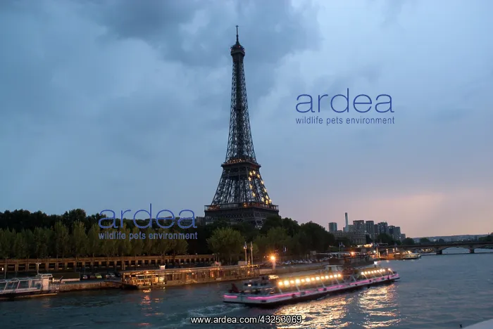 : Evening cruises on the River Seine, Paris : Evening cruises on the River Seine, Paris