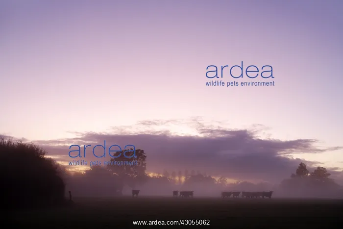 : Evening frog in a field with cows Domfront France : Evening frog in a field with cows Domfront France