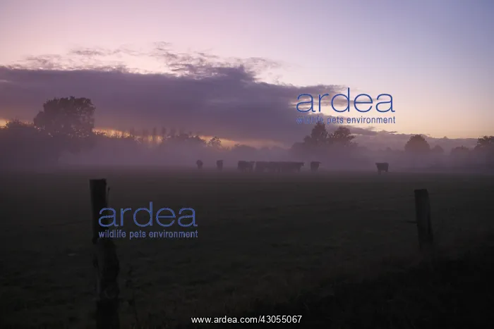 : Evening frog in a field with cows Domfront France : Evening frog in a field with cows Domfront France