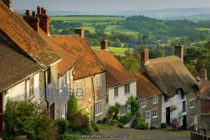 : Evening at Gold Hill in Shaftesbury, Dorset, England : Evening at Gold Hill in Shaftesbury, Dorset, England