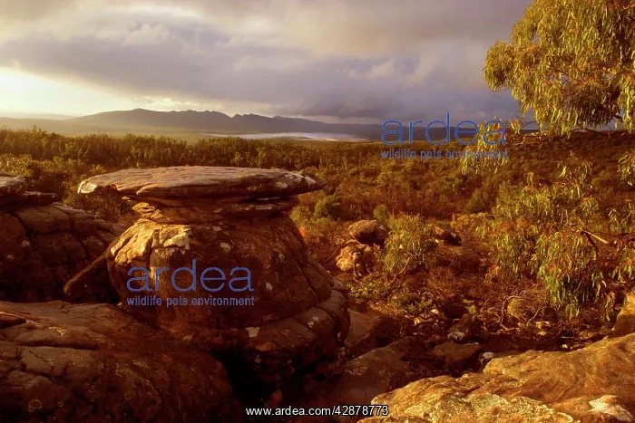 : Evening in the Grampians - mystic atmosphere in : Evening in the Grampians - mystic atmosphere in
