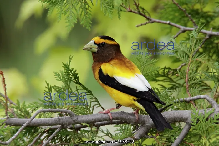 : Evening Grosbeak : Evening Grosbeak