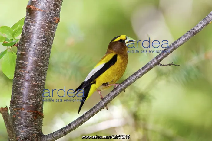 : Evening Grosbeak : Evening Grosbeak