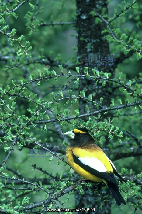 : Evening Grosbeak : Evening Grosbeak