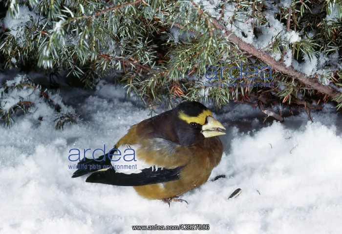 : EVENING GROSBEAK IN SNOW