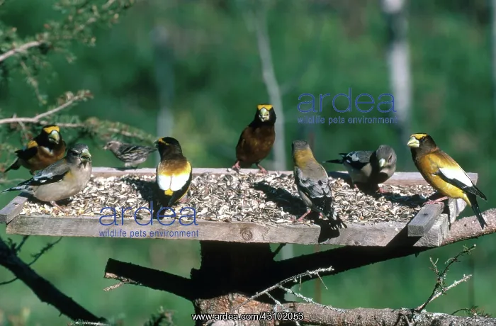 : Evening Grosbeaks : Evening Grosbeaks