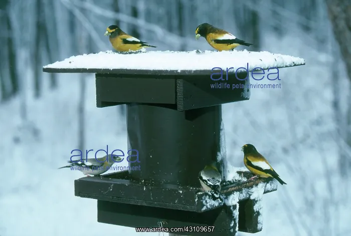 : Evening Grosbeaks in Winter : Evening Grosbeaks in Winter
