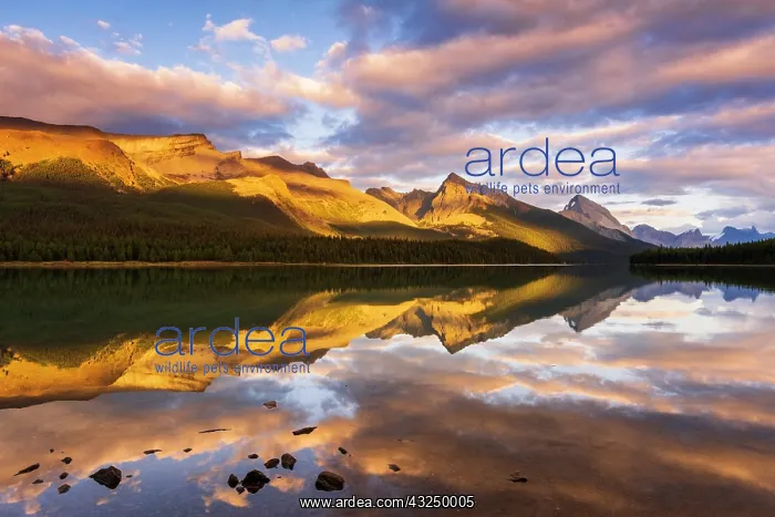 : Evening light on Maligne Lake and Sampson Peak : Evening light on Maligne Lake and Sampson Peak