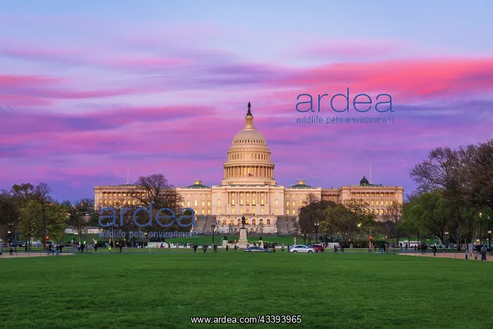 : Evening light on the United States Capitol, Washington : Evening light on the United States Capitol, Washington