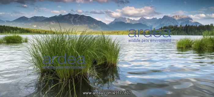 : Evening mood at Barmsee with reeds : Evening mood at Barmsee with reeds