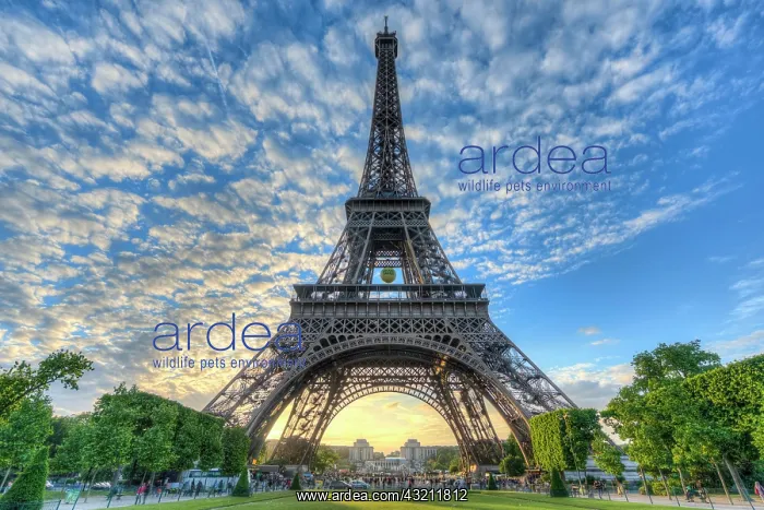 : Evening mood, Eiffel Tower, Champ de Mars, Paris : Evening mood, Eiffel Tower, Champ de Mars, Paris