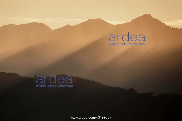 : Evening mood, evening light, sunbeams in the mountains : Evening mood, evening light, sunbeams in the mountains
