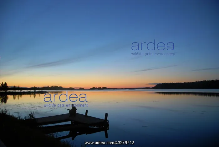 : Evening mood with a fisherman on Lake Saimaa, Finland : Evening mood with a fisherman on Lake Saimaa, Finland
