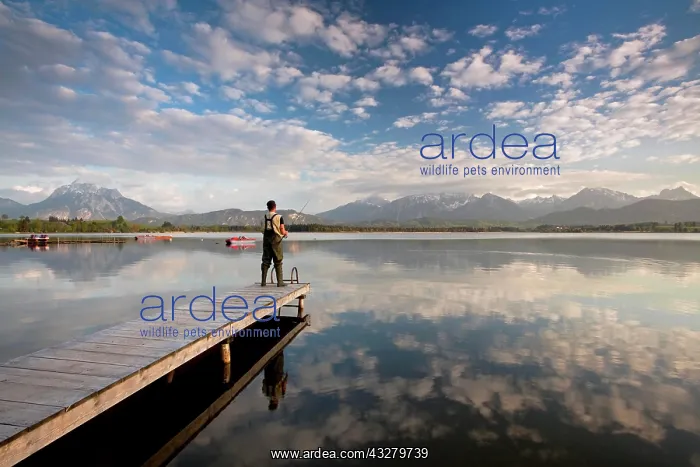 : Evening mood at Hopfensee Lake with an angler and : Evening mood at Hopfensee Lake with an angler and