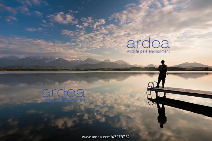 : Evening mood at Hopfensee Lake with an angler and : Evening mood at Hopfensee Lake with an angler and