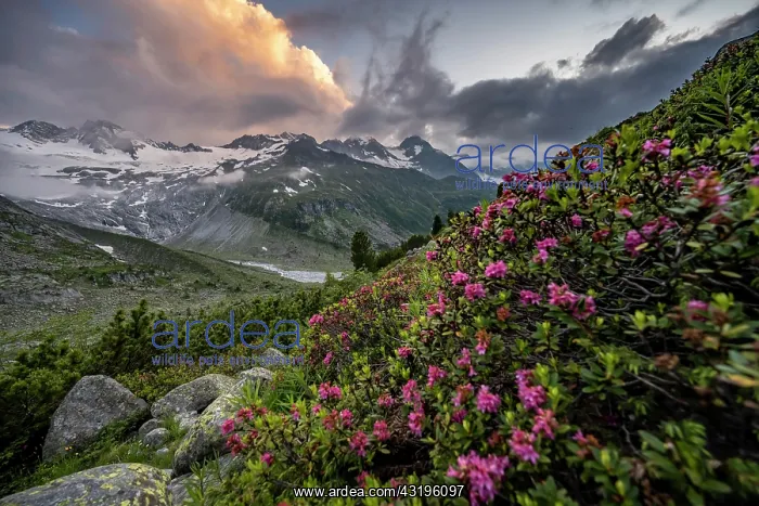 : Evening mood, pink alpine roses in front of mountains : Evening mood, pink alpine roses in front of mountains