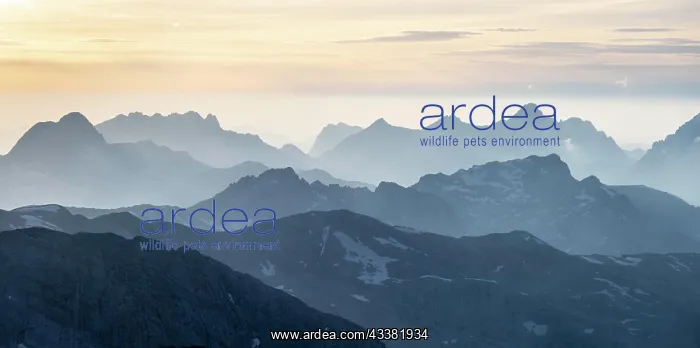 : Evening mood, silhouettes, dramatic mountain landscape : Evening mood, silhouettes, dramatic mountain landscape