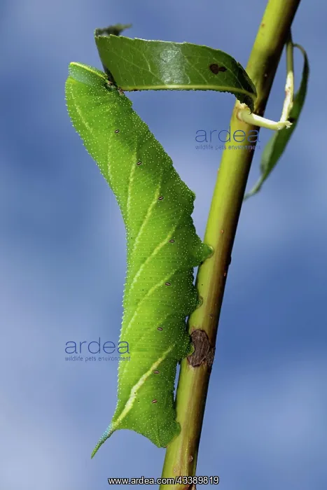 : Evening peacock caterpillar hanging on stalk with : Evening peacock caterpillar hanging on stalk with