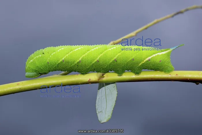 : Evening peacock caterpillar sitting on stalk with : Evening peacock caterpillar sitting on stalk with