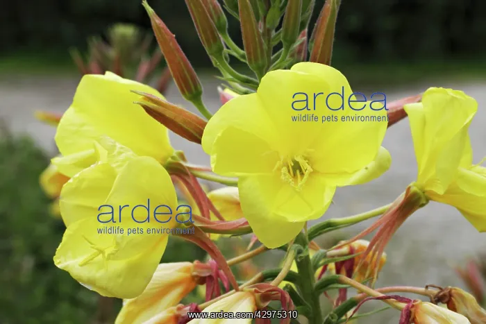 : Evening Primrose : Evening Primrose