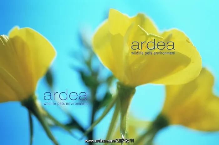 : Evening Primrose : Evening Primrose